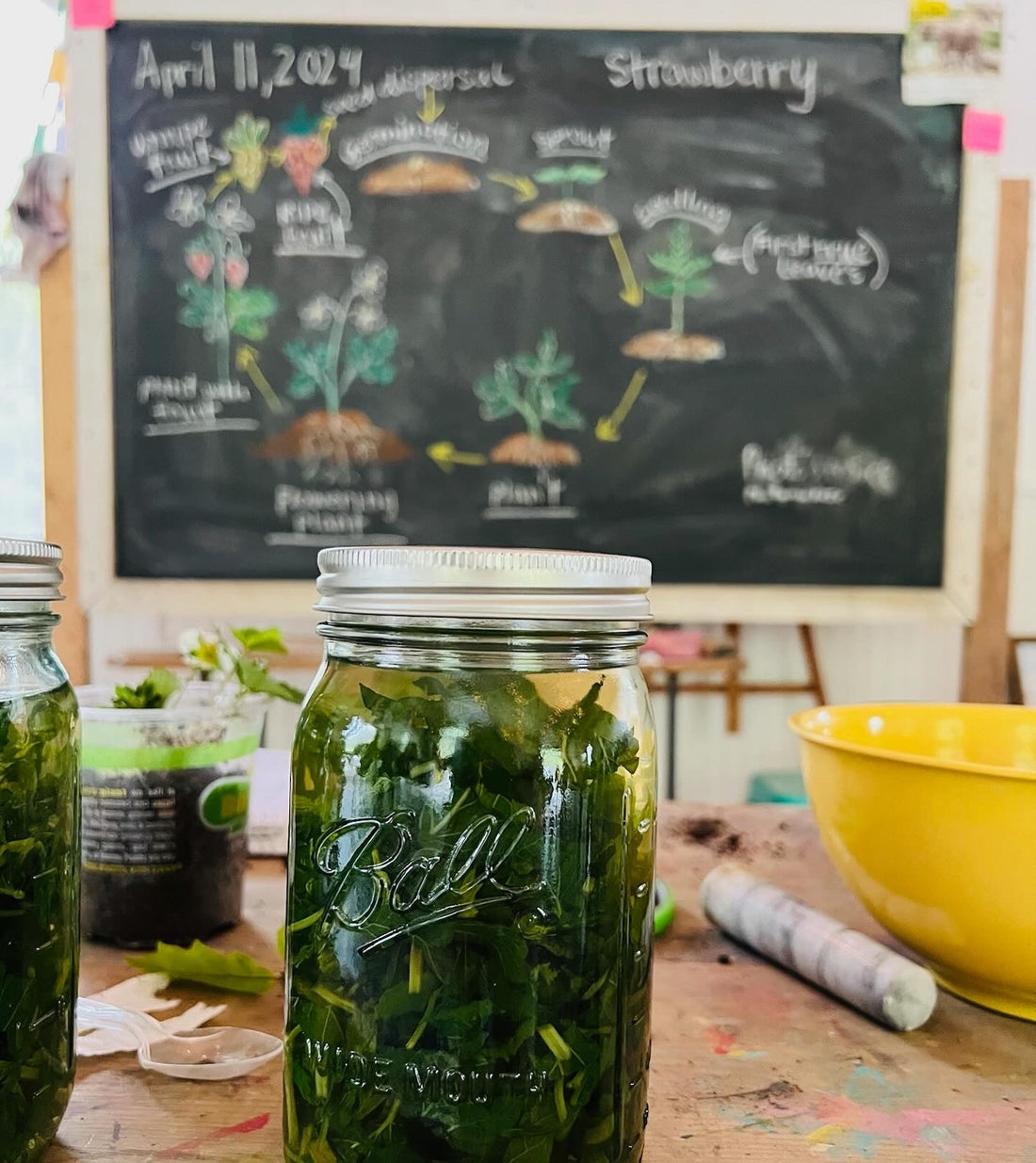 Intro to Herbal Wellness