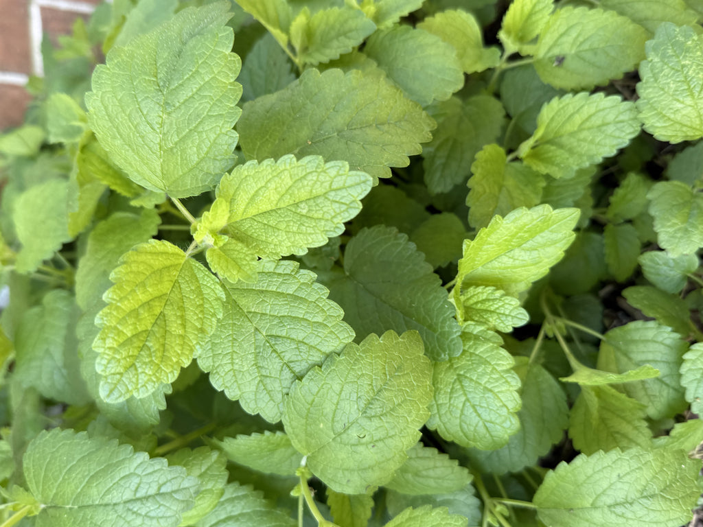 Lemon Balm