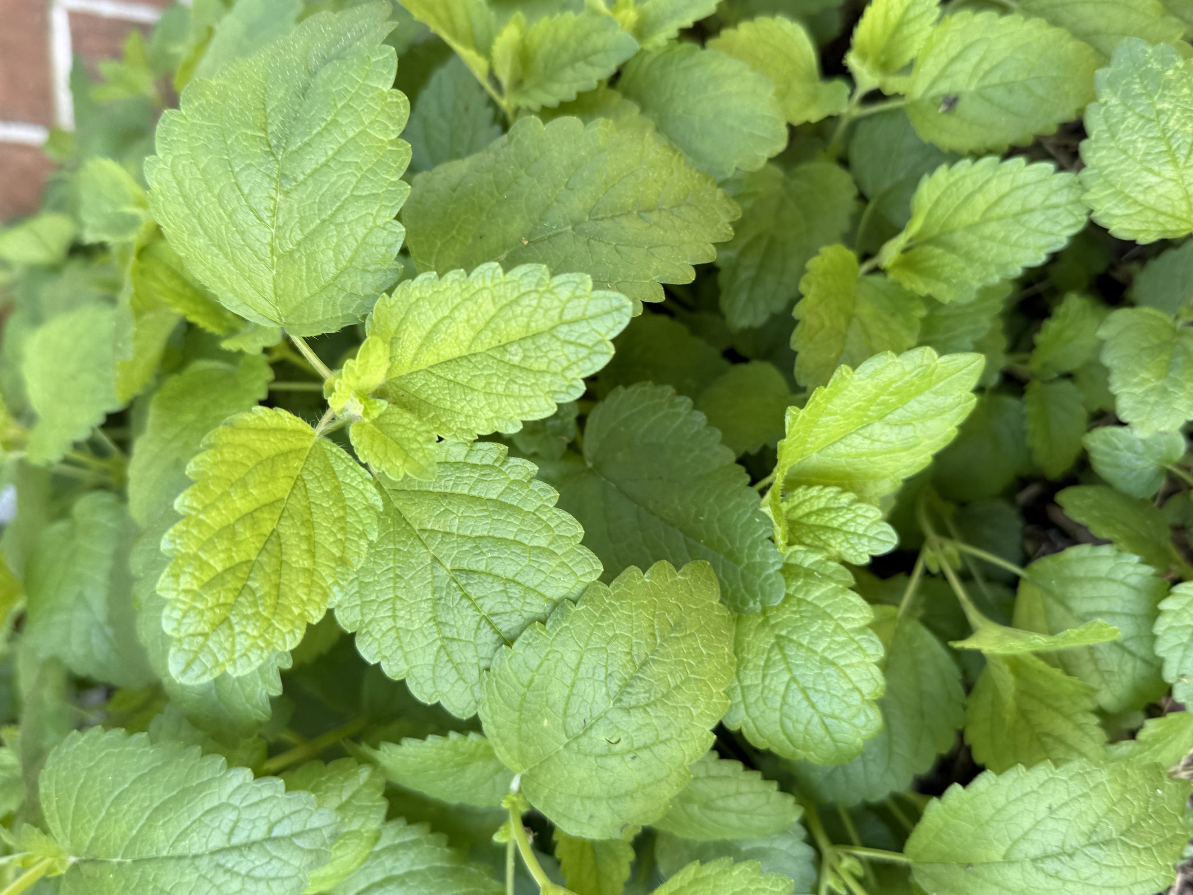 Lemon Balm