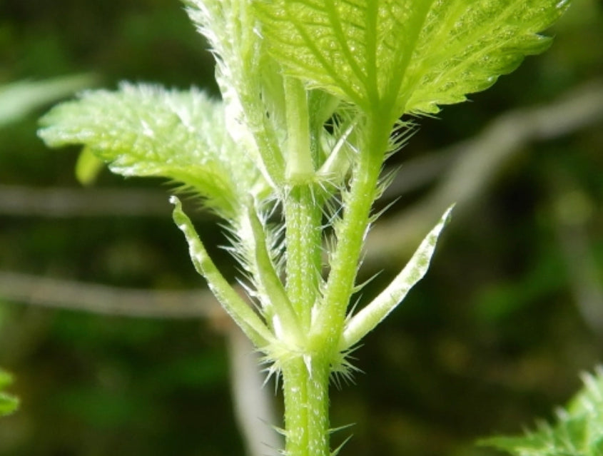 Stinging Nettle Leaf