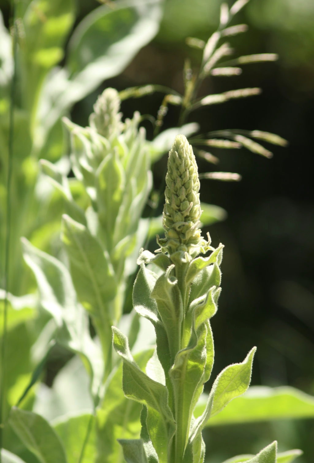 Mullein