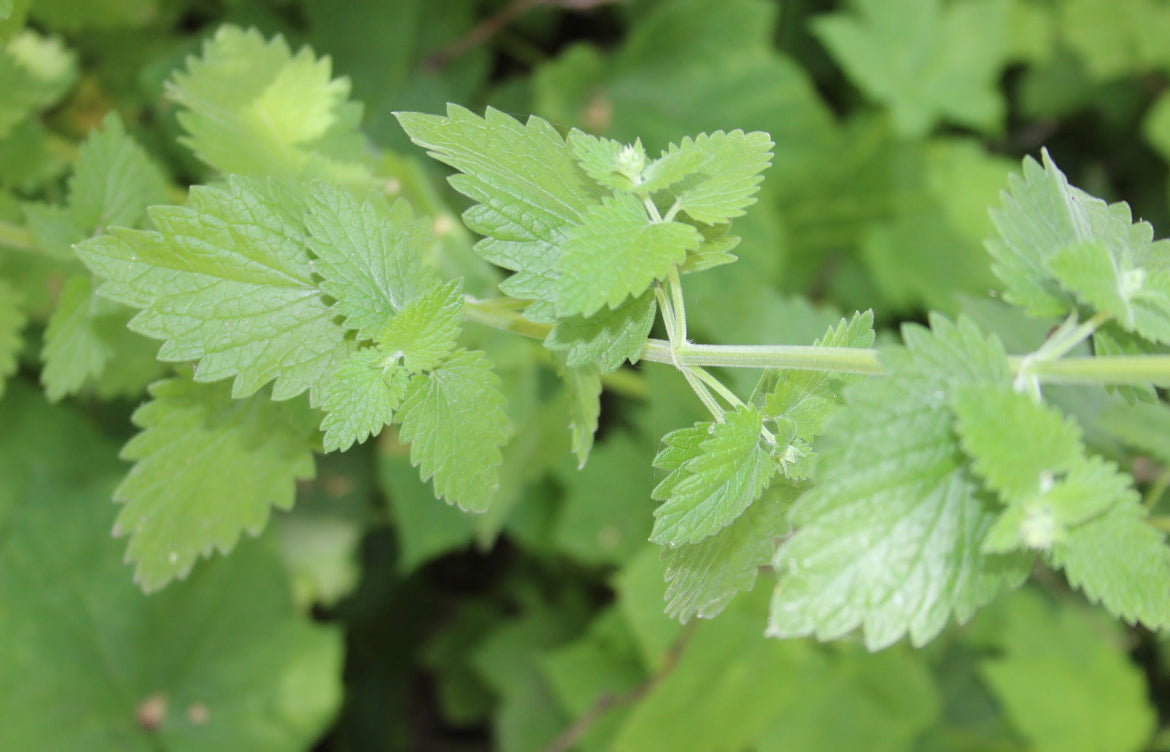 Catnip