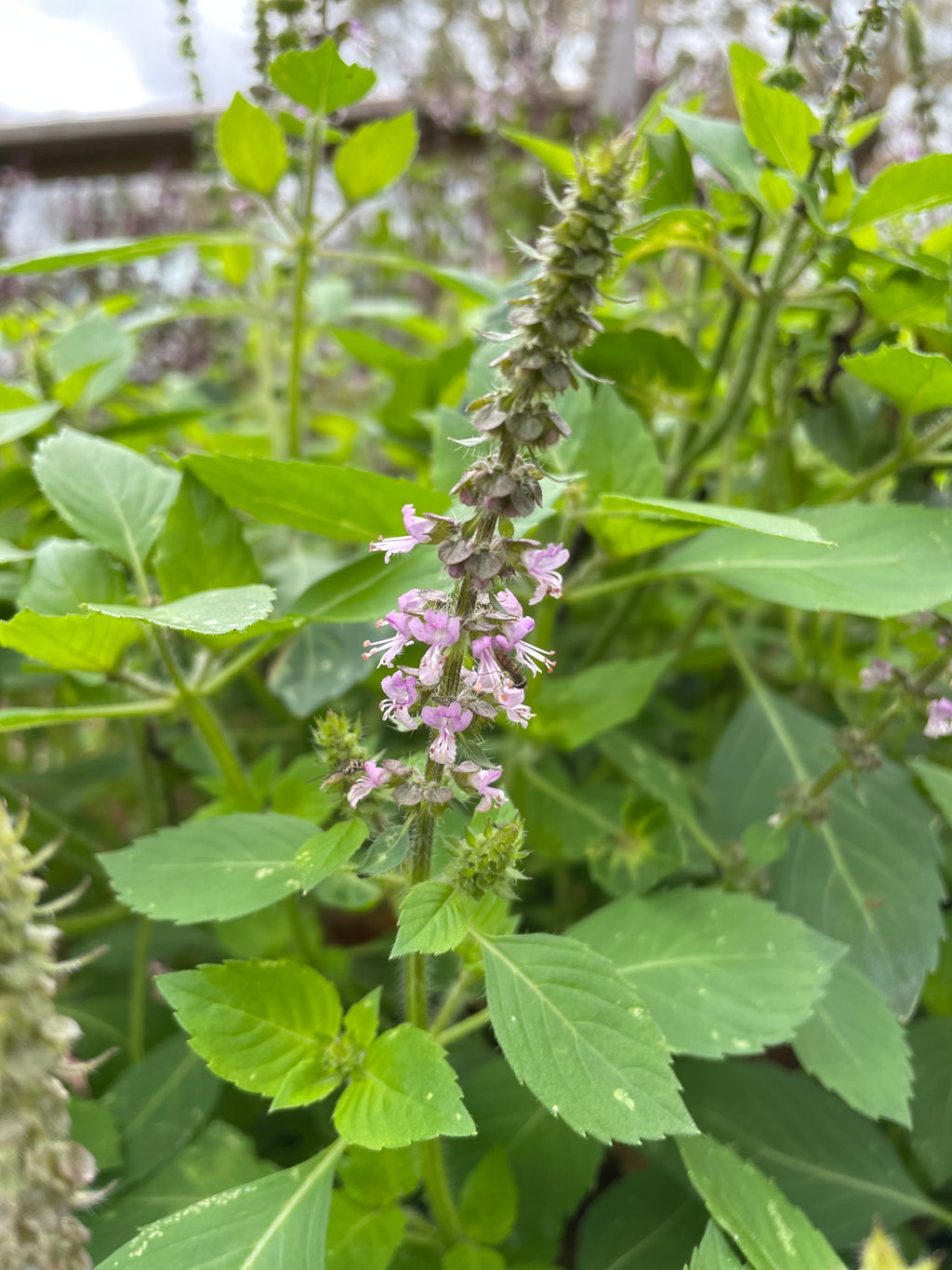 Holy Basil, Tulsi, Krishna