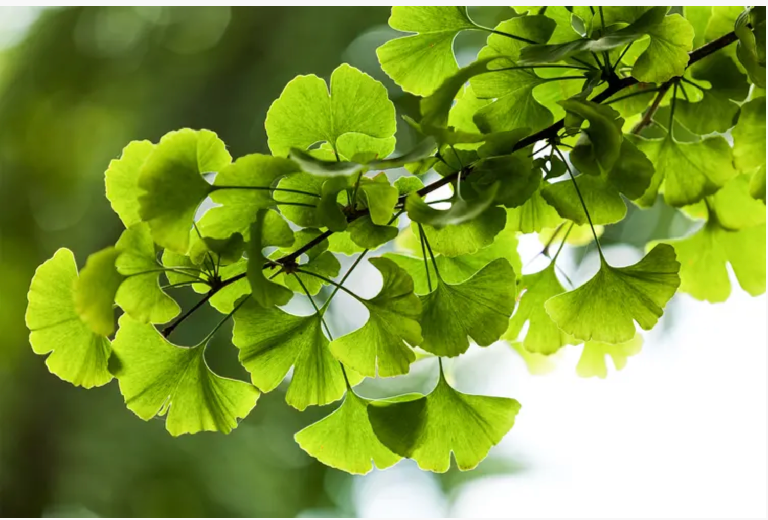 Ginkgo Leaf (Ginko biloba)