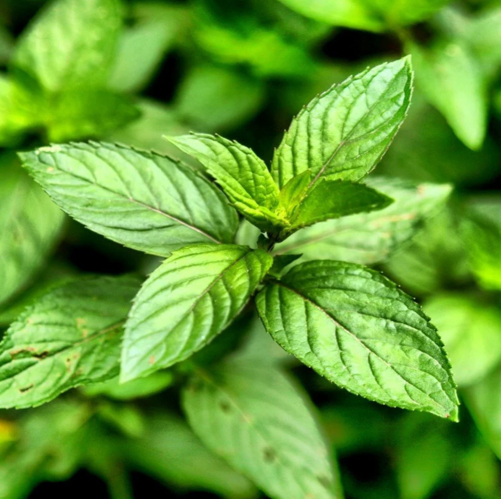 Peppermint Leaf