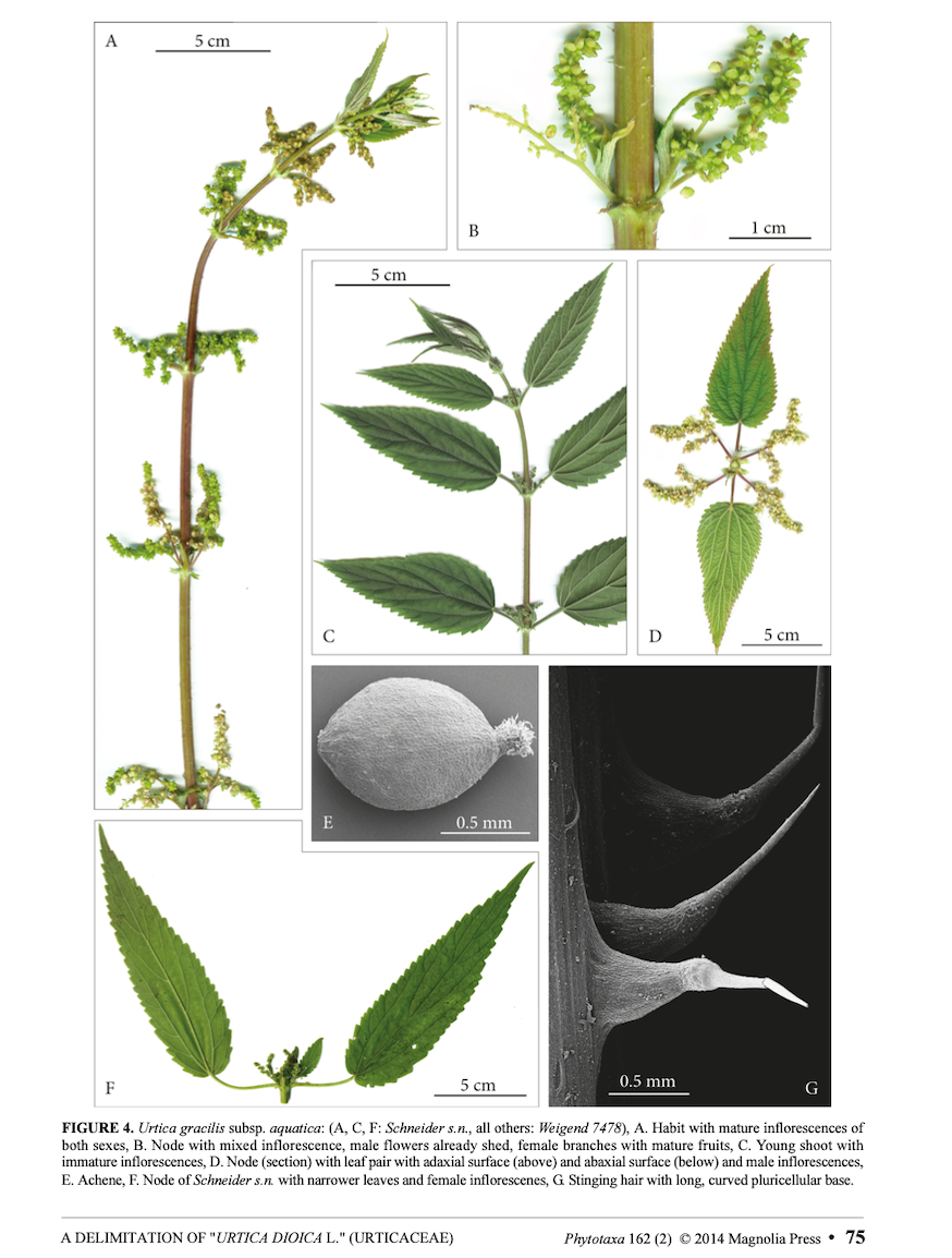 Stinging Nettle Leaf
