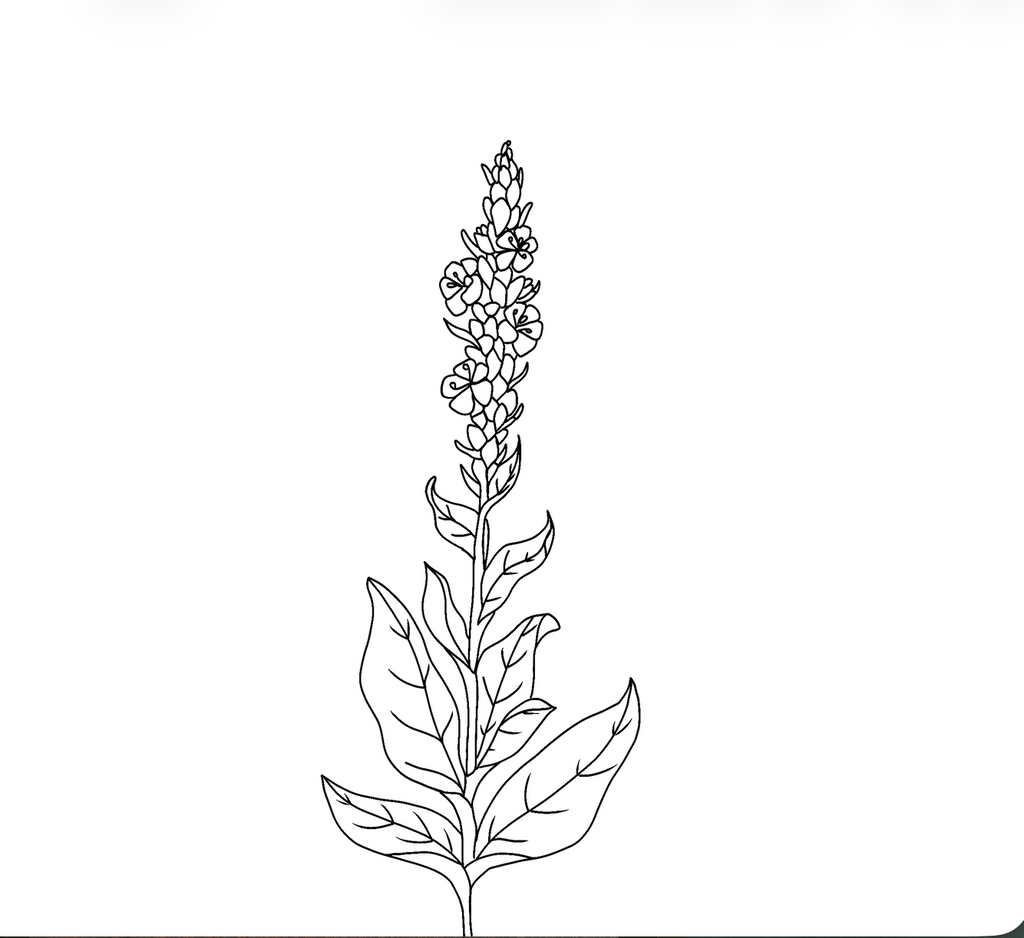 Mullein