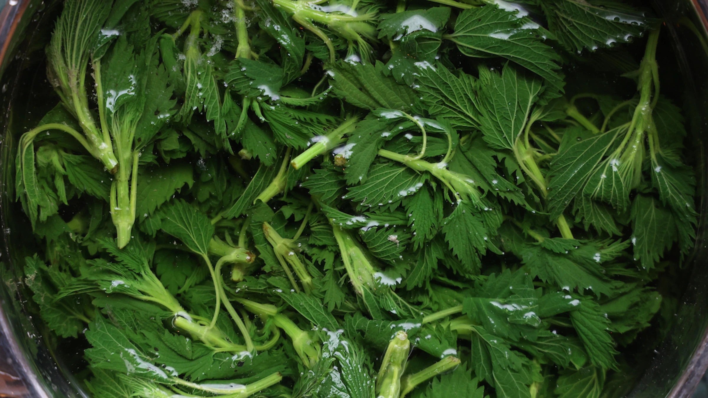 Stinging Nettle Leaf