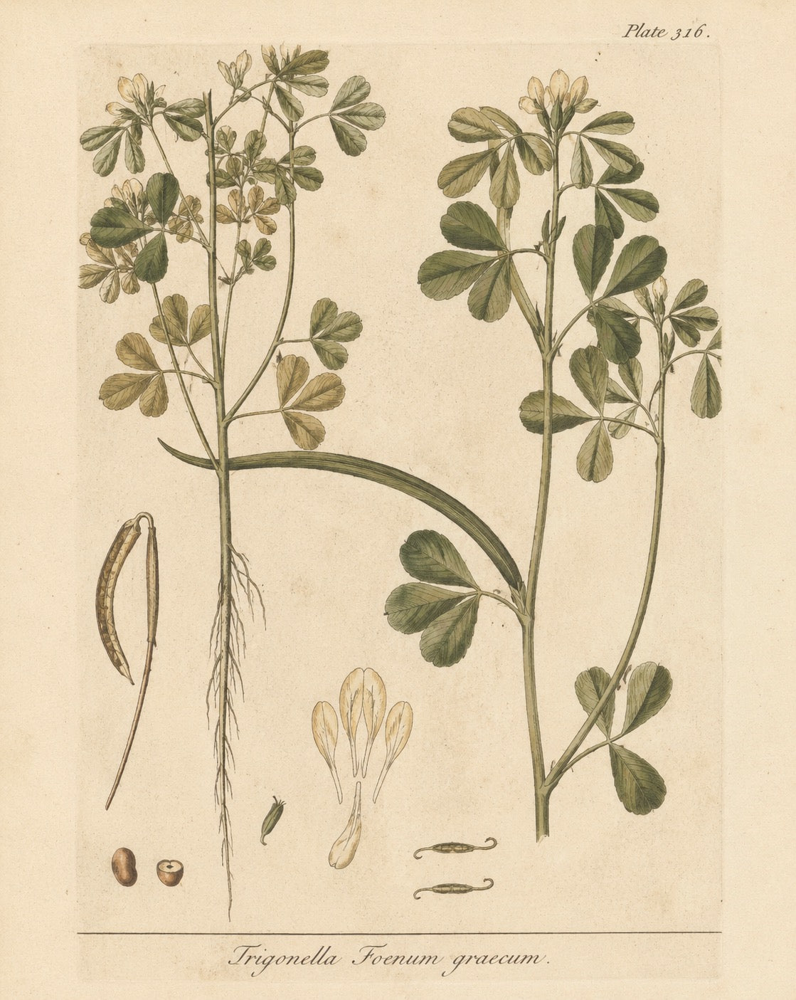 Fenugreek Organic Extract