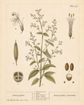 Andrographis Organic Extract