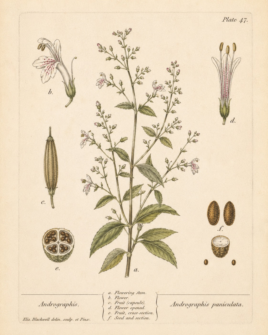 Andrographis Organic Extract