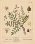 Frankincense (Boswellia) Organic Extract