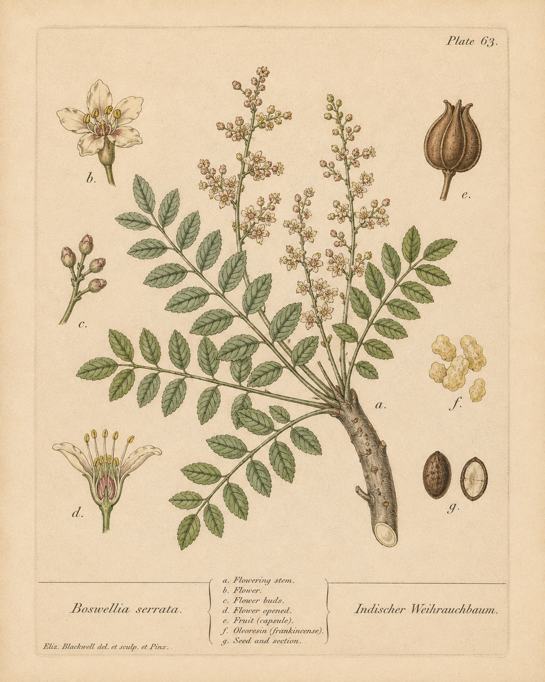 Frankincense (Boswellia) Organic Extract