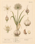 Garlic Organic Extract