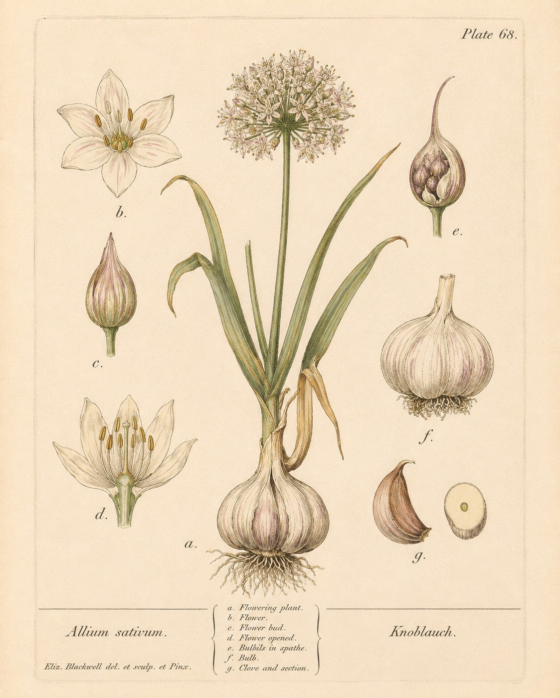 Garlic Organic Extract