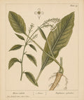 Horseradish Root Organic Extract