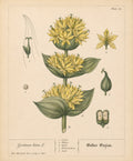 Gentian Organic Extract