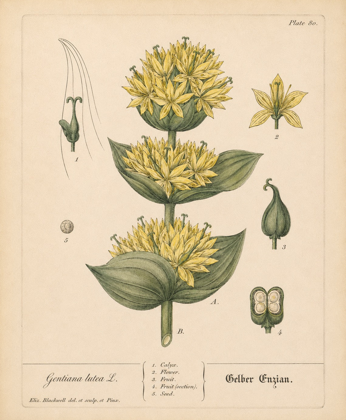 Gentian Organic Extract