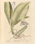 Ginger Organic Extract