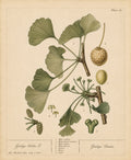 Ginkgo Organic Extract