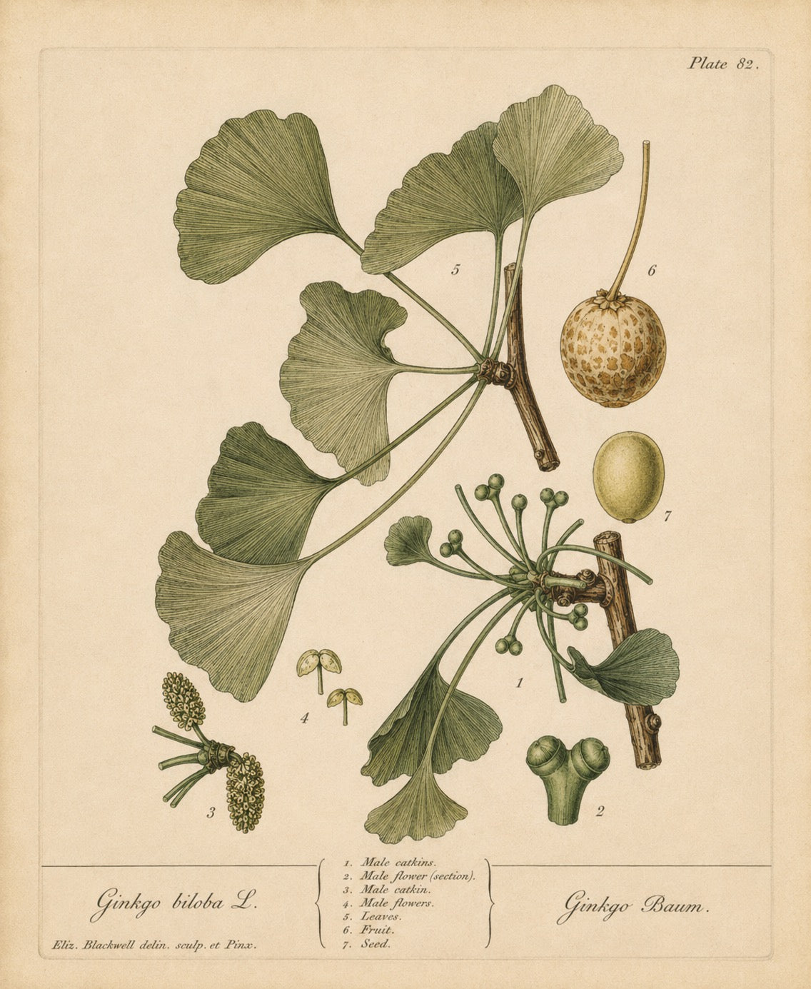Ginkgo Organic Extract