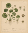 Gotu Kola Organic Extract