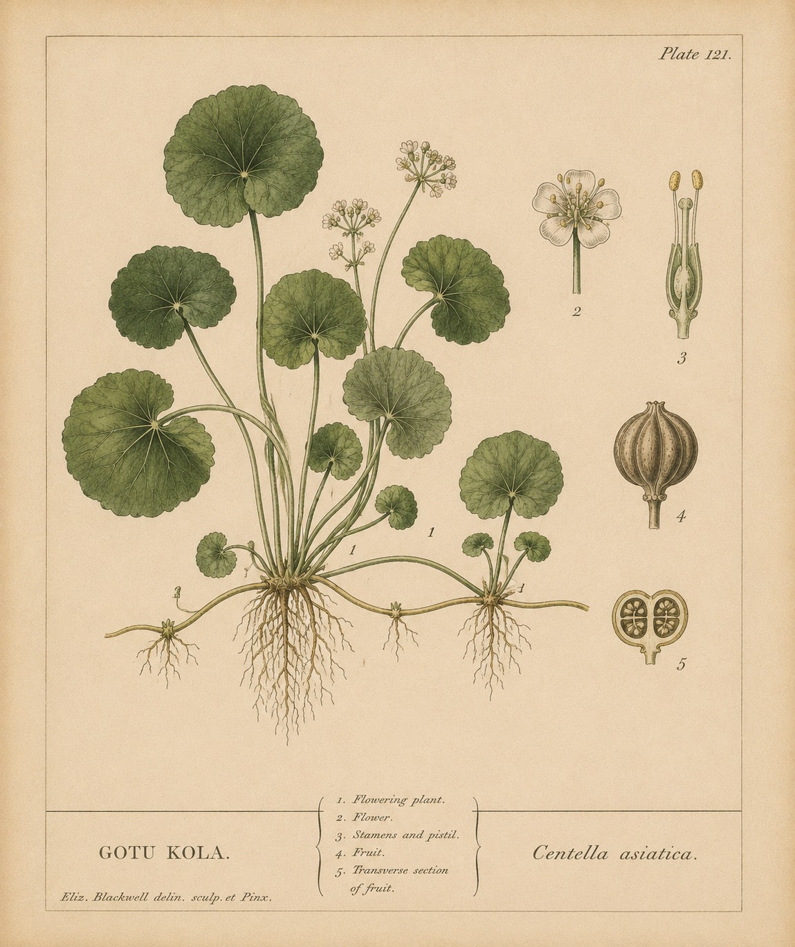 Gotu Kola Organic Extract