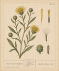 Grindelia Organic Extract
