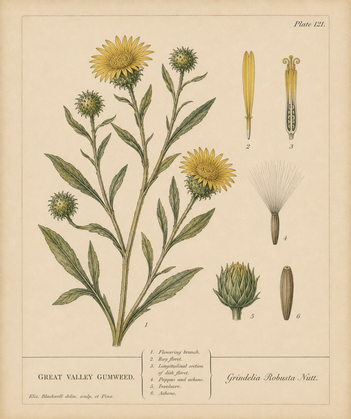 Grindelia Organic Extract