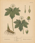 Goldenseal Organic Extract