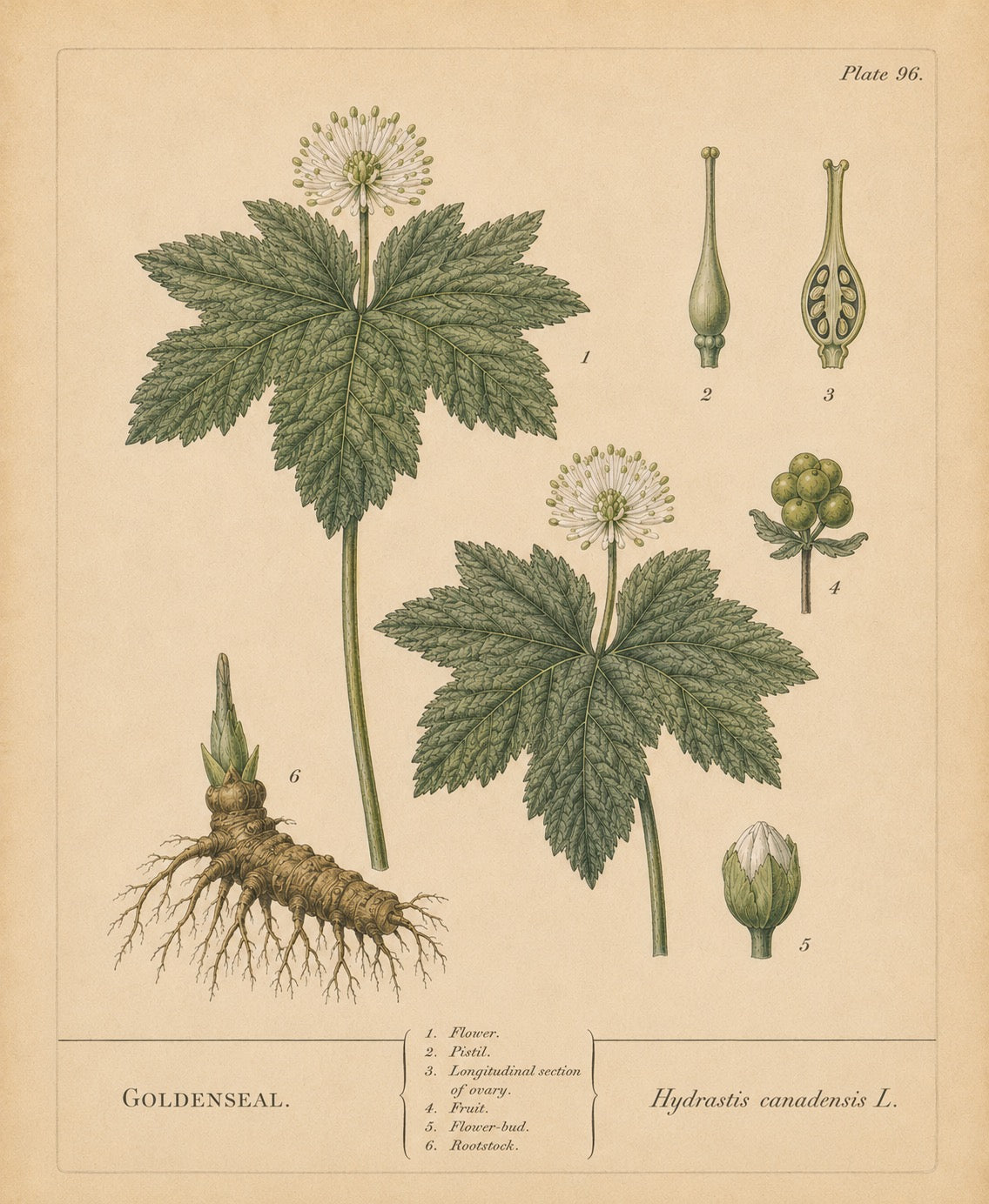 Goldenseal Organic Extract