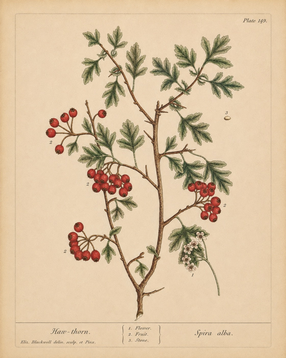 Hawthorn Organic Extract