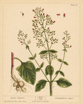 Figwort Organic Extract
