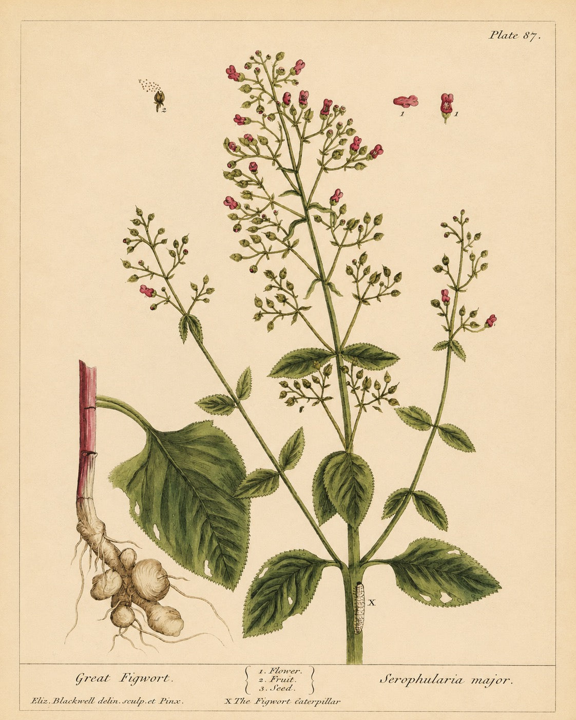 Figwort Organic Extract