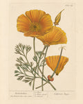 California Poppy Organic Extract