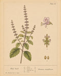 Holy Basil (Tulsi) Organic Extract