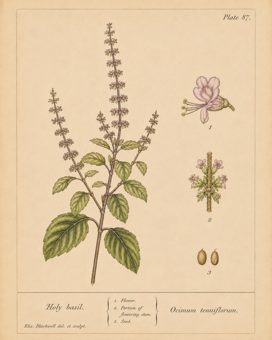 Holy Basil (Tulsi) Organic Extract