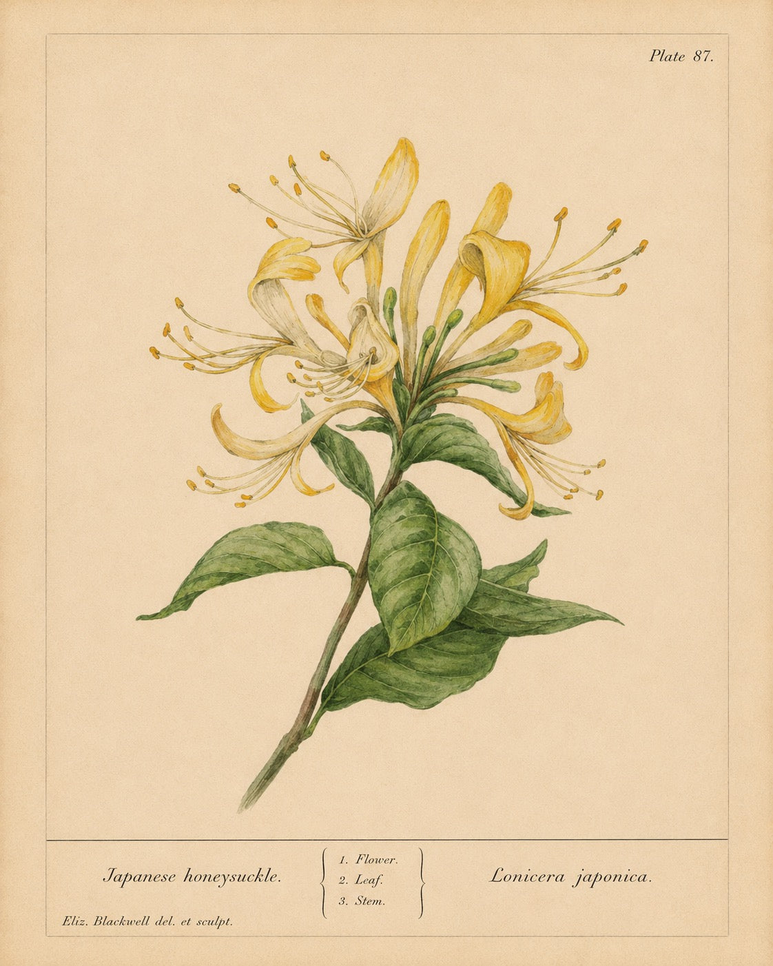 Japanese Honeysuckle Organic Extract