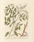 Licorice Organic Extract