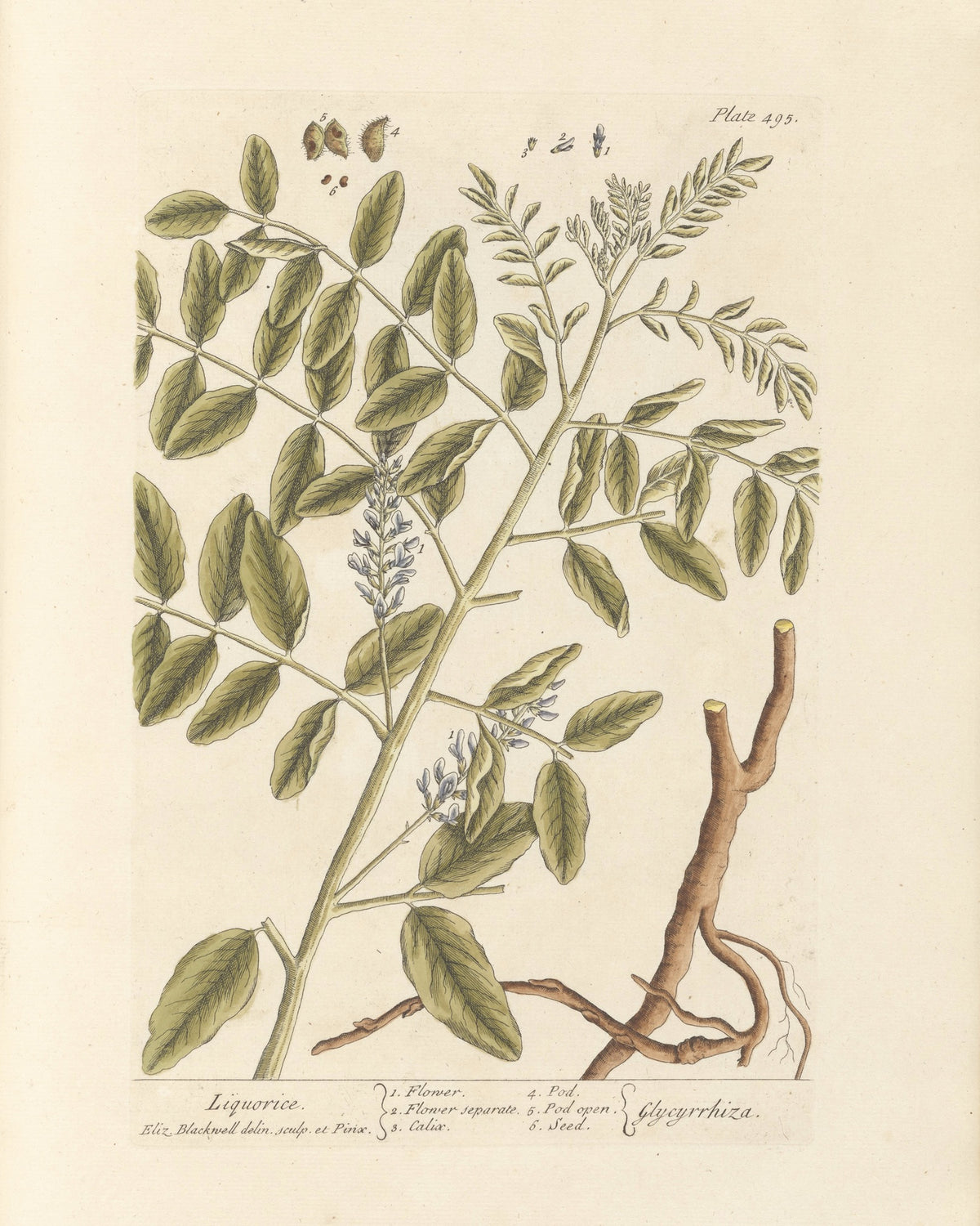 Licorice Organic Extract