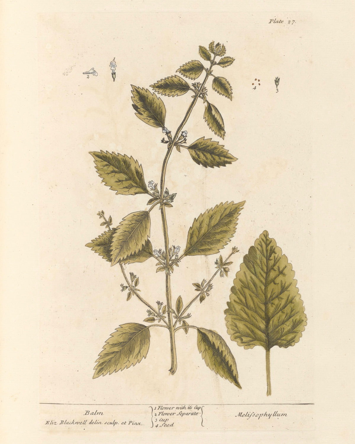 Lemon Balm Organic Extract