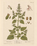Catnip Organic Extract