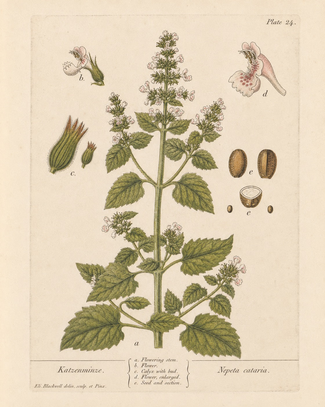 Catnip Organic Extract