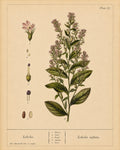 Lobelia Organic Extract