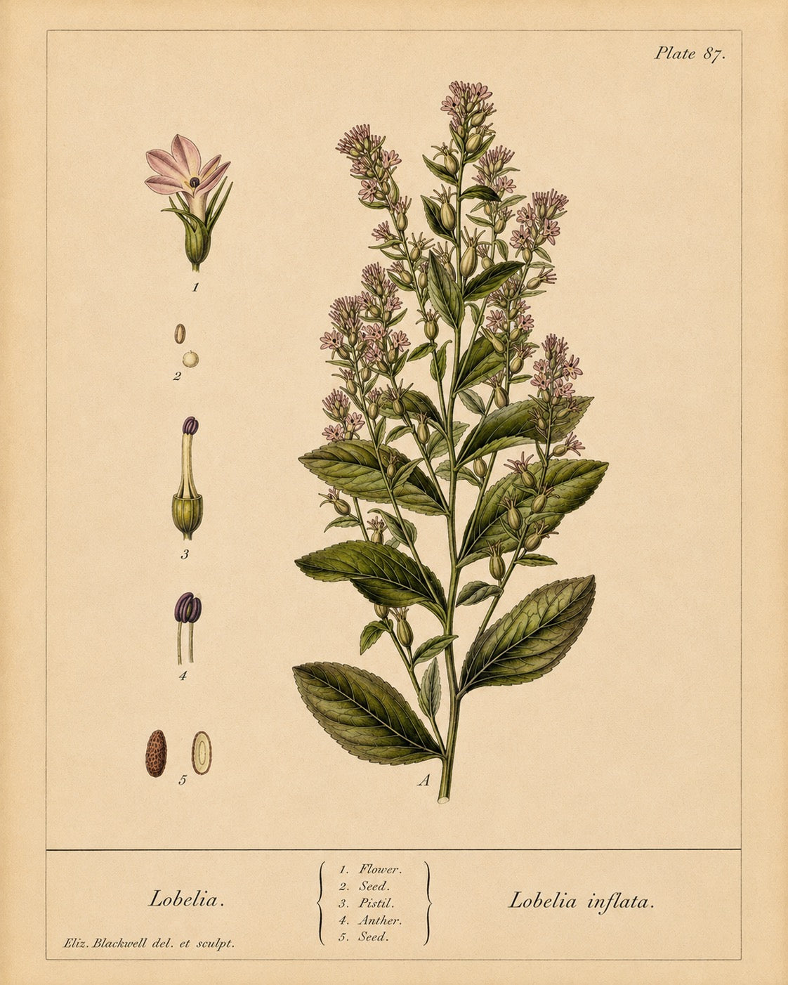 Lobelia Organic Extract