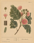 Mimosa Bark Organic Extract
