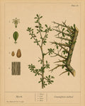Myrrh Organic Extract