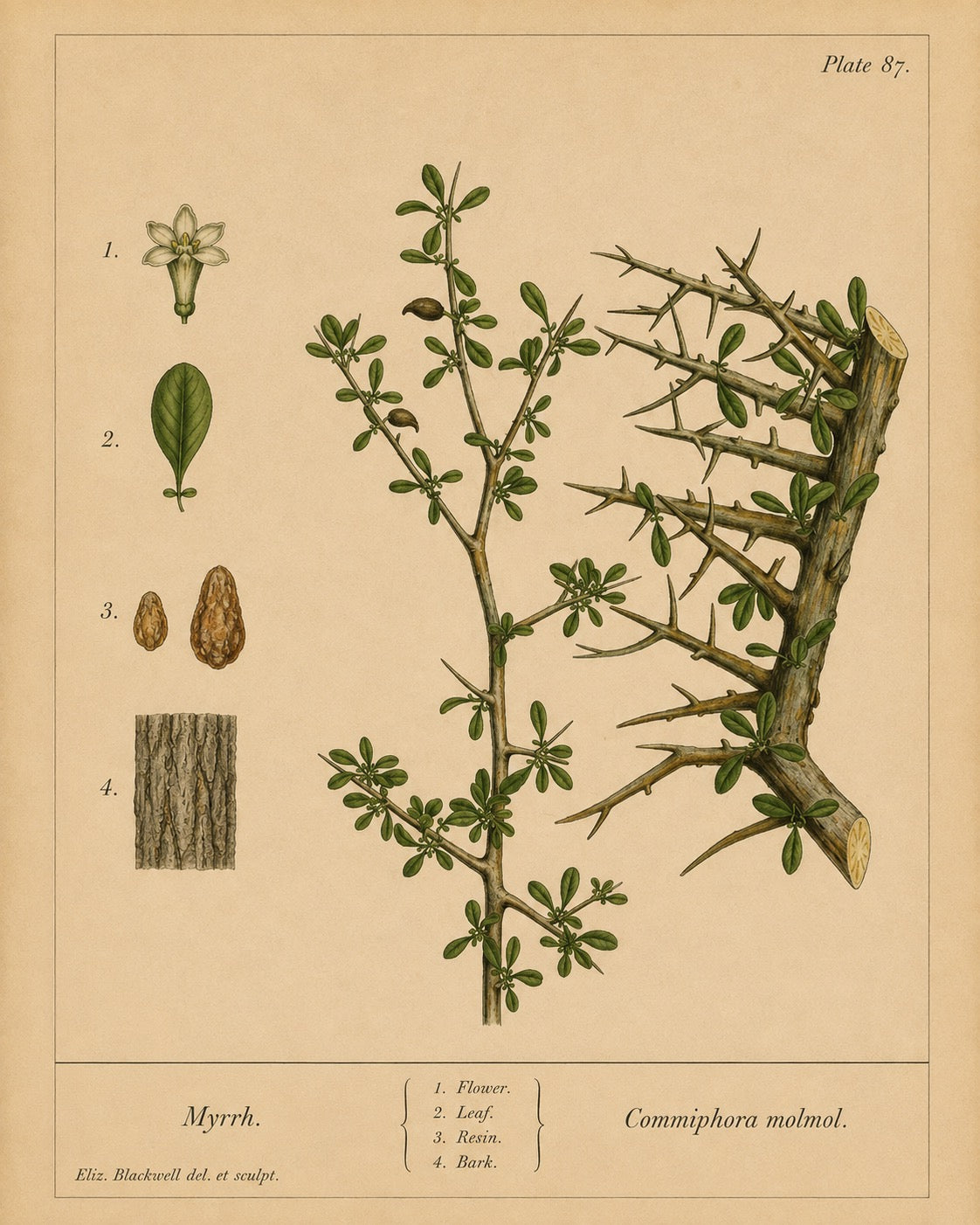 Myrrh Organic Extract