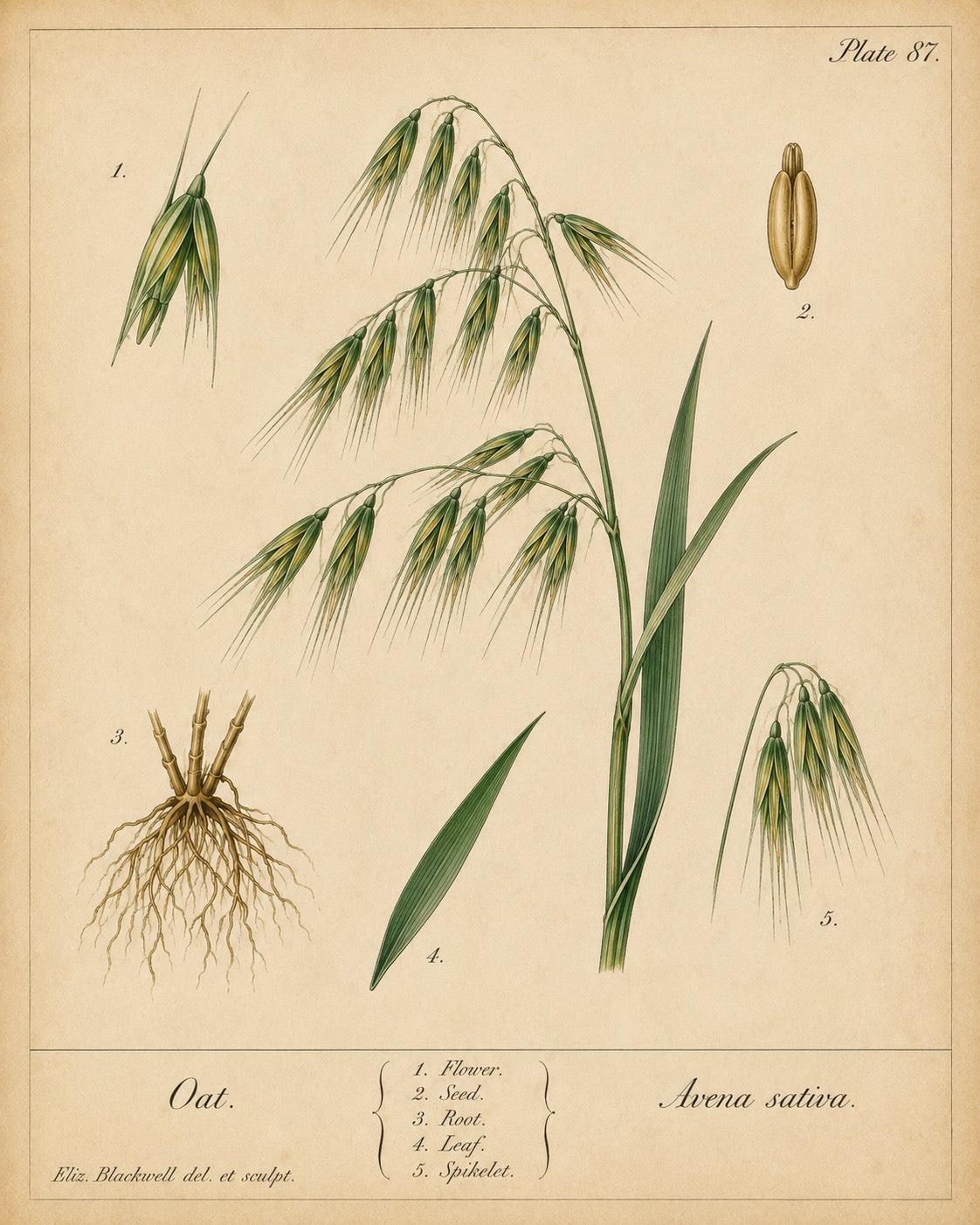 Oat Organic Extract