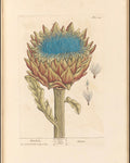 Artichoke Leaf